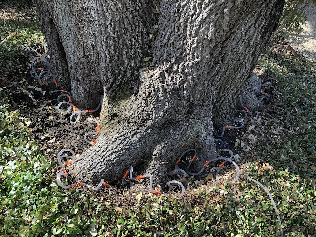 Detailed Tree Cabling and Bracing job site in West Des Moines