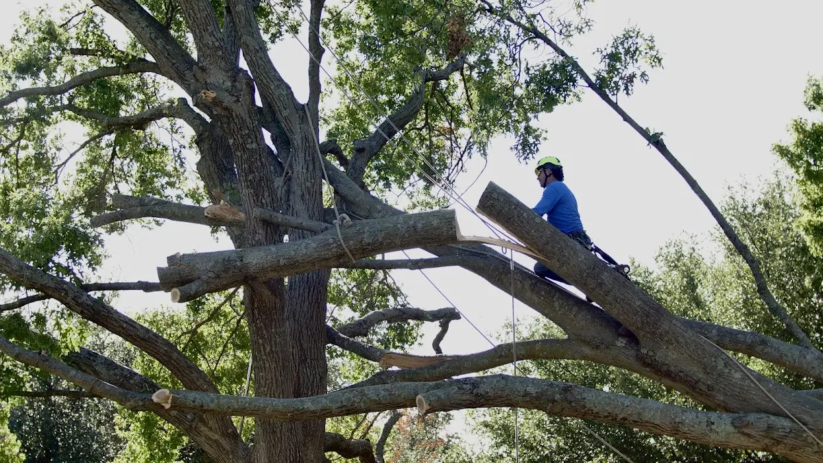 Professional Hazardous Tree Removal performed by certified arborists in West Des Moines