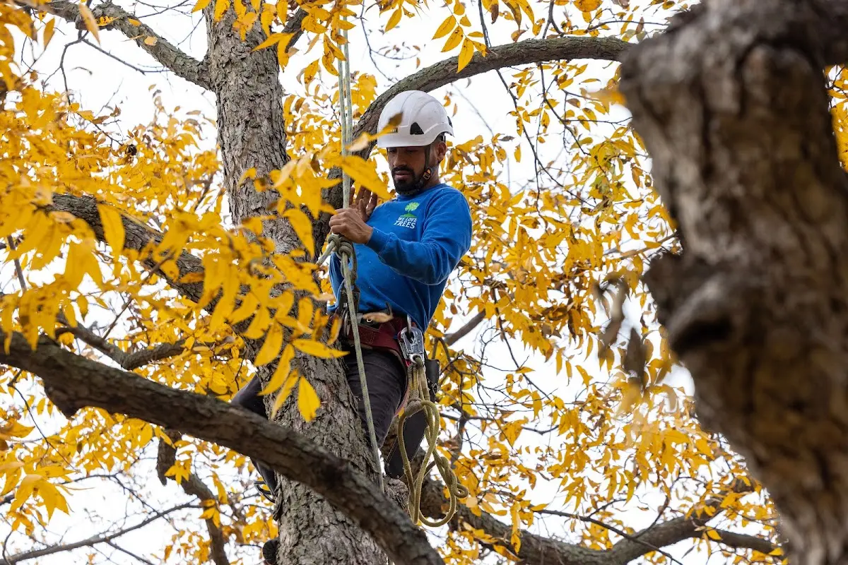 Skilled Tree Pruning crew working in West Des Moines